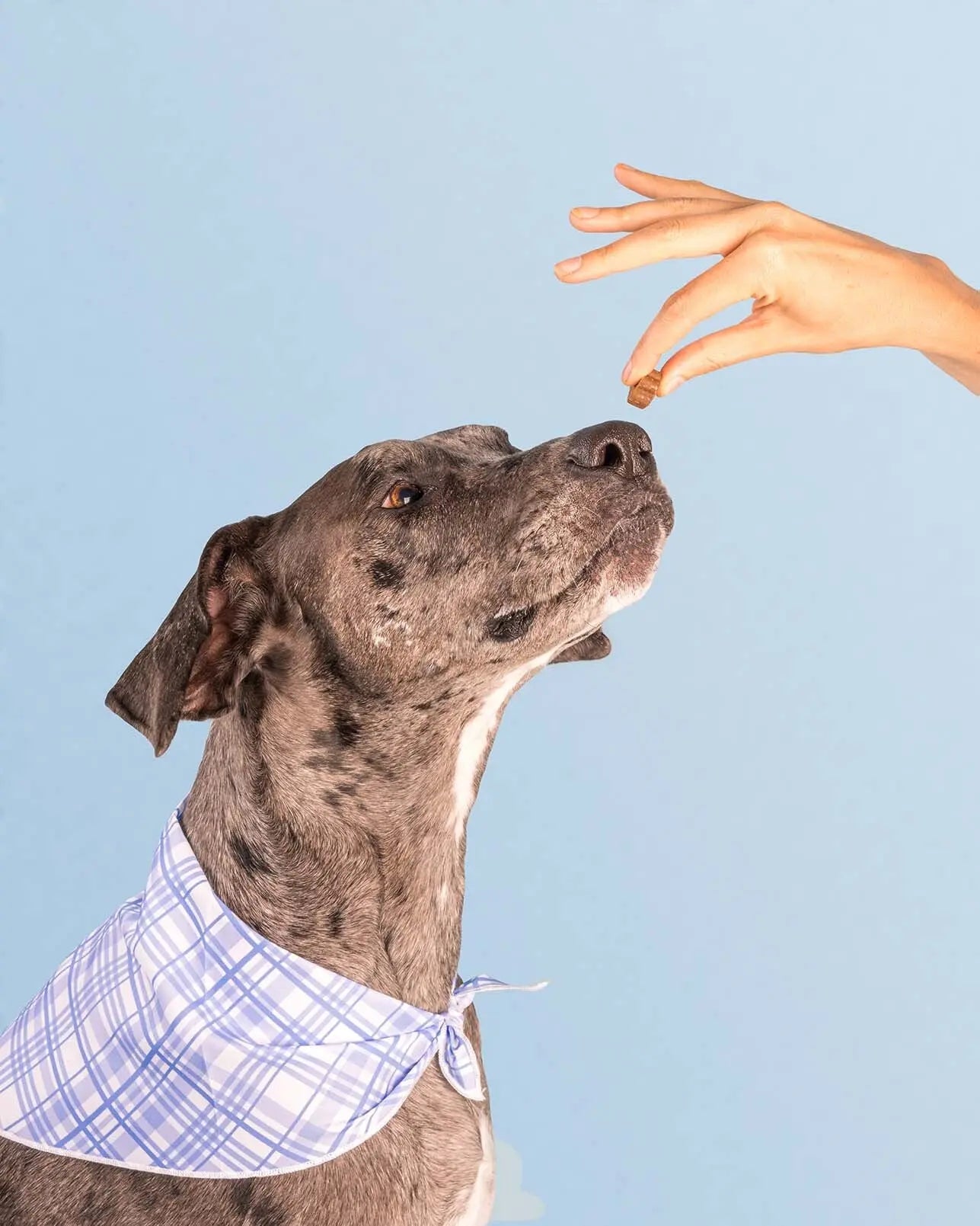 Dog Is Human Daily Multivitamin for Dogs (Chicken Flavor) Human-Grade, Vet-Formulated, Made in Vermont