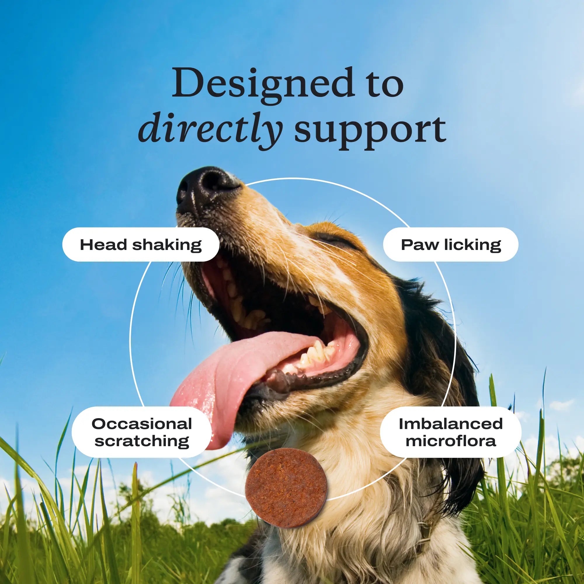 Allergy & Immune Chews - Dog Probiotics for Seasonal Allergies - Petlab Co.