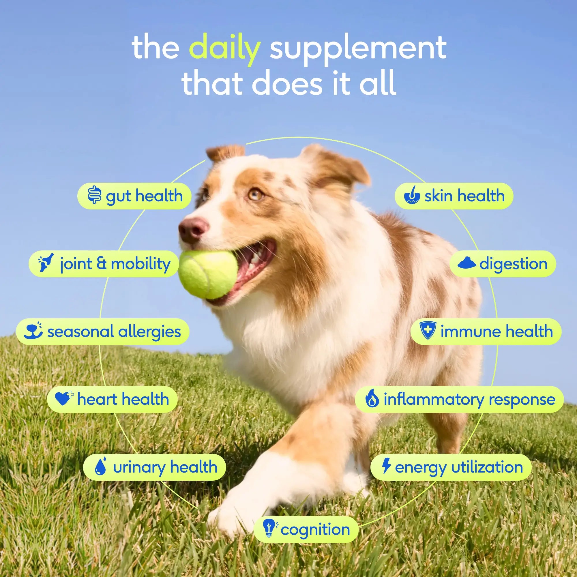 Native Pet Dog Vitamins & Supplements - 11-In-1 Vitamin Powder for Dog Food Topper - Collagen, Glucosamine, Probiotics, Omega & More- Supports Healthy Gut, Mobility & Overall Health